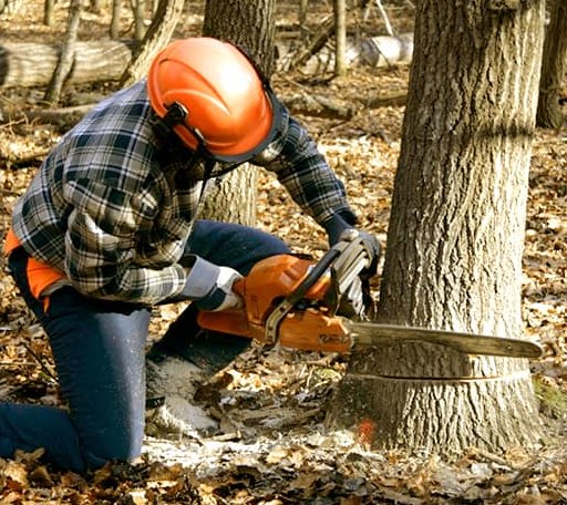Tree Removal in Ridgeway, SC